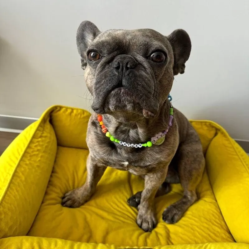 Pet Collar Making Workshop